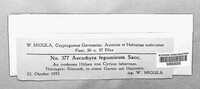 Ascochyta leguminum image